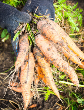 Harvesting carrots on the farm. Selective focus.