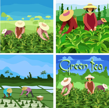 tea pickers. set pictures