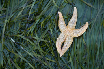 Оne starfish lies on green algae. She looks like a funny little man.