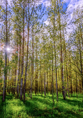 Fototapeta premium spring birch forest, with tall trees with white bark and small leaves
