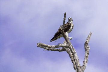 Osprey perched on tree. ready to hunt breakfast looks attentively down at the river with blue sky as background. also known as sea hawk or river hawk or fish hawk. beautiful bird of prey .