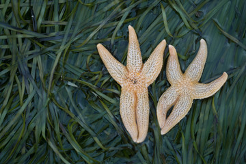 Two yellow starfish are like funny people. They raised their hands and greeted the viewer. The stars lie on a carpet of green algae.