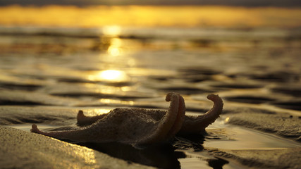 Silhouette of an elegant sea star at sunset. It lies on the sea beach. Her legs are twisted into a spiral. In the wet sand reflect the colors of the setting sun.