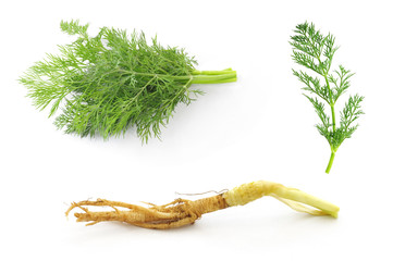 fresh dill root