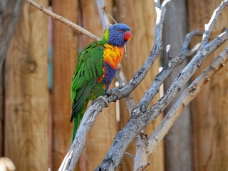 Green, blue, and orange lorikeet