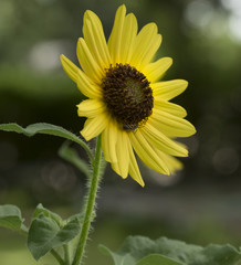 Bee on yellow flower