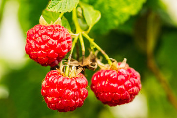 Beautiful raspberries in nature