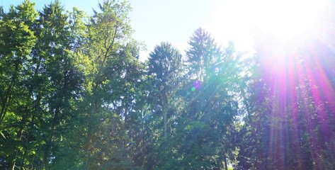 Wald mit Sonne
