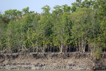 Sundarban