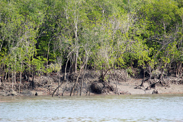 Sundarban