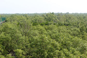 Forest of Mangrove