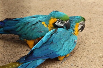 Macaws on ground. Close up of couple colorful blue and gold macaw. Two big macaw on nature soil background. Macaw, bird of the Psittacidae family.