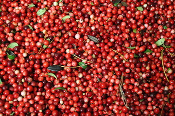 Close up red organic cranberry (cowberry, partridgeberry, foxberry, lingonberry) with leaves. Background of ripe cranberry (Lingonberry). Harvest berries of cranberry. Healthy ripe Lingonberry pattern
