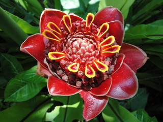 Close up of pink etlingera elatior flower (torch ginger) color red in nature. Torch ginger against...