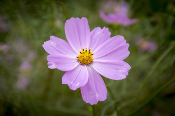 Obraz premium Flower pink daisy echinacea on a field background in Korea