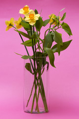 Bouquet of daffodils in a glass vase on a pink background