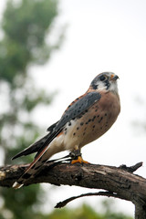 Bird tethered to a tree branch looking around