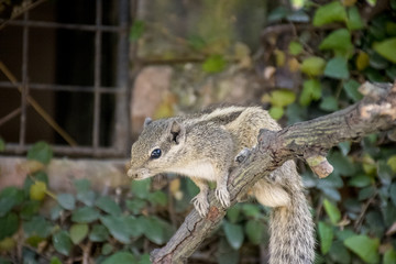 Northern palm squirrel in habitat of botanical garden, Kathmandu, Nepal