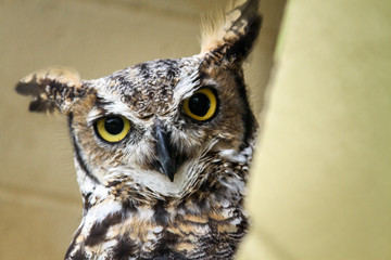Skeptical owl calmly looking around its surroundings