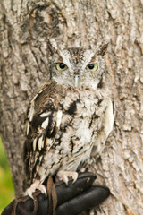 angry owl calmly looking around its surroundings