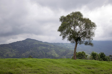 Misty natural landscape with tree and clouds in Salento, Colombia