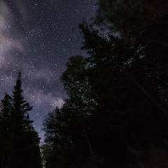 Milky way through the trees at night