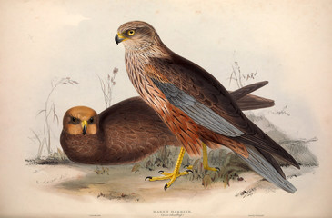 Illustration bird of prey.