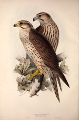 Illustration bird of prey.