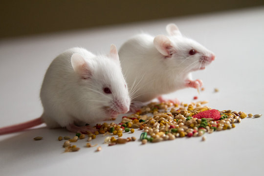 White mice eating bird seed on empty table
