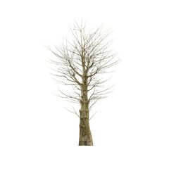 Fototapeta premium Old tree on white background