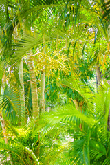 Obraz na płótnie Canvas Bamboo forest,green nature background Shallow DOF