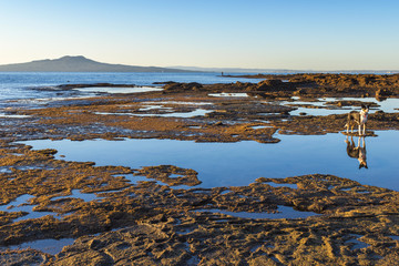 Landscape Scenery of Rocky Part at Campbells Bay Beach Auckland, New Zealand