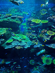 Fototapeta na wymiar Landscape Scene of Undersea Coral Reef with Sea Fish