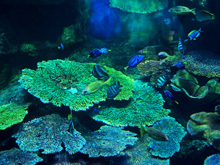 Beautiful Scene of Undersea Coral Reef with Sea Fish