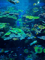 Fototapeta na wymiar Blurred Landscape Scene of Undersea Coral Reef with Sea Fish Background