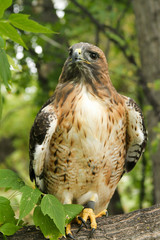 Majestic eagle portrait looking over the area
