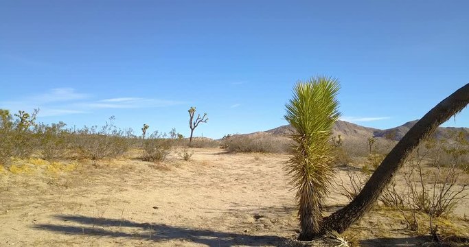desert with tree - blue sky - hot day