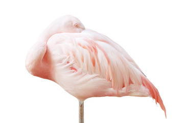 Fototapeta premium portrait of a flamingo. resting. put his head down.