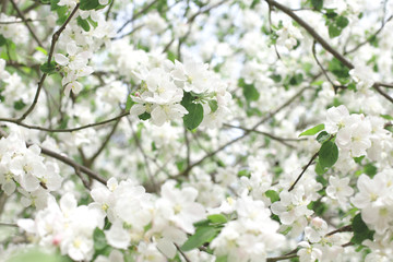flowering apple tree in spring. background of flowers