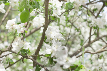 flowering apple tree in spring. background of flowers