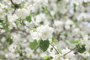 flowering apple tree in spring. background of flowers