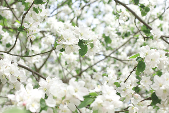 flowering apple tree in spring. background of flowers © coffeemill
