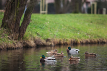 beautiful wild ducks swimming