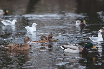 beautiful wild ducks swimming
