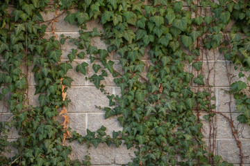 wall covered with green leaves