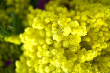 Mimose