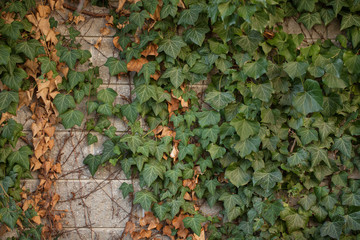 wall covered with green leaves