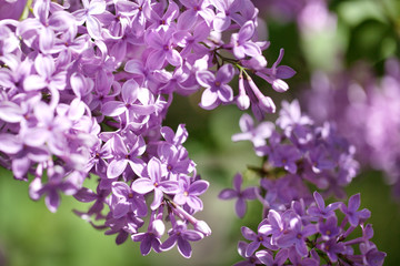 beautiful lilac bushes with a soft background.