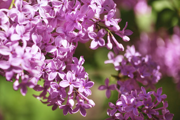 beautiful lilac bushes with a soft background.
