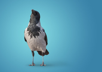 big wild crow on blue